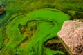Green algae pollution on the water surface. Ecological concept Royalty Free Stock Photo