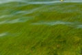 Green algae pollution on the water surface. Ecological concept Royalty Free Stock Photo