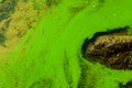 Green algae pollution on the water surface. Ecological concept Royalty Free Stock Photo
