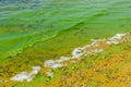 Green algae pollution on the water surface. Ecological concept