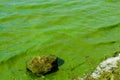 Green algae pollution on the water surface. Ecological concept Royalty Free Stock Photo