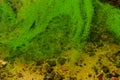 Green algae pollution on the water surface. Ecological concept Royalty Free Stock Photo