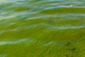 Green algae pollution on the water surface. Ecological concept Royalty Free Stock Photo