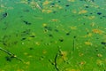 Green algae pollution on the water surface. Ecological concept Royalty Free Stock Photo