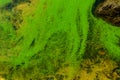Green algae pollution on the water surface. Ecological concept Royalty Free Stock Photo