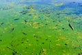 Green algae pollution on the water surface. Ecological concept Royalty Free Stock Photo