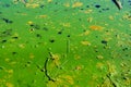 Green algae pollution on the water surface. Ecological concept Royalty Free Stock Photo