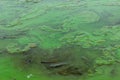 Green algae pollution on a water surface Royalty Free Stock Photo
