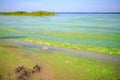 Green algae on the pond Royalty Free Stock Photo