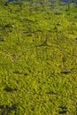 Green algae and reeds covering water surface in Beysehir Lake Royalty Free Stock Photo