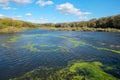 Green algae on the river Royalty Free Stock Photo