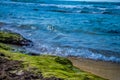 Green algae on a rock on coastline of the blue sea Royalty Free Stock Photo