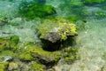 Green algae on a rock in the middle of the sea Royalty Free Stock Photo