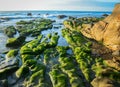 Green algae on a rock in the middle of the sea Royalty Free Stock Photo