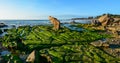 Green algae on a rock in the middle of the sea Royalty Free Stock Photo