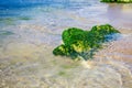 Green algae on a rock in the middle of the sea. Stone, rocks, algae and sea, shore and stones. Beautiful landscapes, seaside, natu Royalty Free Stock Photo