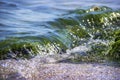 Green algae on a rock in the middle of the sea. Stone, rocks, algae and sea, shore and stones. Beautiful landscapes, seaside, natu Royalty Free Stock Photo