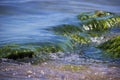 Green algae on a rock in the middle of the sea. Stone, rocks, algae and sea, shore and stones. Beautiful landscapes, seaside, natu Royalty Free Stock Photo