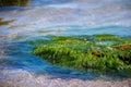 Green algae on a rock in the middle of the sea. Stone, rocks, algae and sea, shore and stones. Beautiful landscapes, seaside, natu