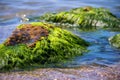 Green algae on a rock in the middle of the sea. Stone, rocks, algae and sea, shore and stones. Beautiful landscapes, seaside, natu Royalty Free Stock Photo