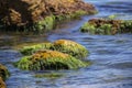 Green algae on a rock in the middle of the sea. Stone, rocks, algae and sea, shore and stones. Beautiful landscapes, seaside, natu Royalty Free Stock Photo