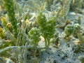 Green algae sea grapes (Caulerpa racemosa) undersea, Red Sea