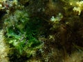 Green algae sea lettuce (Ulva lactuca) close-up undersea, Aegean Sea, Greece, Halkidiki