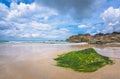 Green algae and seaweed covering rock on a beach Royalty Free Stock Photo