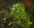 Green Algae In A Shallow Pool Of Water