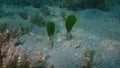 Green algae shaving brush, Penicillus dumetosus, undersea, Atlantic Ocean, Cuba, Varadero