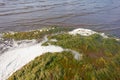 Green algae on the shore in the sea Natural, background. Royalty Free Stock Photo