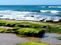 Green algae on the stones of the Mediterranean Sea