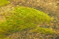 Green algae and stones in the river floor