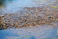 Green algae and stones in the river floor