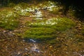 Green algae and stones in the river floor