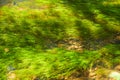 Green algae and stones in the river floor