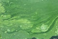 Green algae streak on water surface texture. Blooming of water in summer. Pond polluted with green scum Royalty Free Stock Photo