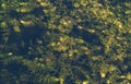 Green algae on the surface of the swampy river Royalty Free Stock Photo