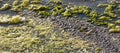 Green algae on surface of water