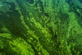 Green algae on surface of water. flowering water as background or texture Royalty Free Stock Photo