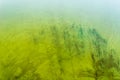 Green algae on the surface of the water. flowering water as background Royalty Free Stock Photo