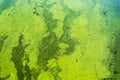 Green algae on the surface of the water. flowering water as background Royalty Free Stock Photo