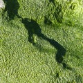 Green algae texture