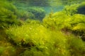 green algae Ulva oxygenate air bubble in laminar flow, Cladophora, Bryopsis on stone, low salinity Black sea snorkel