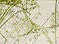 Green algae under microscopic view, Chlorophyta Royalty Free Stock Photo