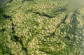 Green algae on a water surface. Flowering water as background or texture Royalty Free Stock Photo