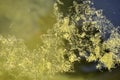 Green algae on the water surface of the swamp Royalty Free Stock Photo