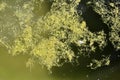 Green algae on the water surface of the swamp Royalty Free Stock Photo