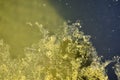 Green algae on the water surface of the swamp Royalty Free Stock Photo