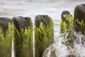 Green algae on wooden breakwater in foaming water of Baltic Sea, Miedzyzdroje, Wolin Island, Poland Royalty Free Stock Photo